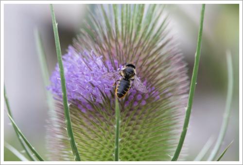 Megachile sp.